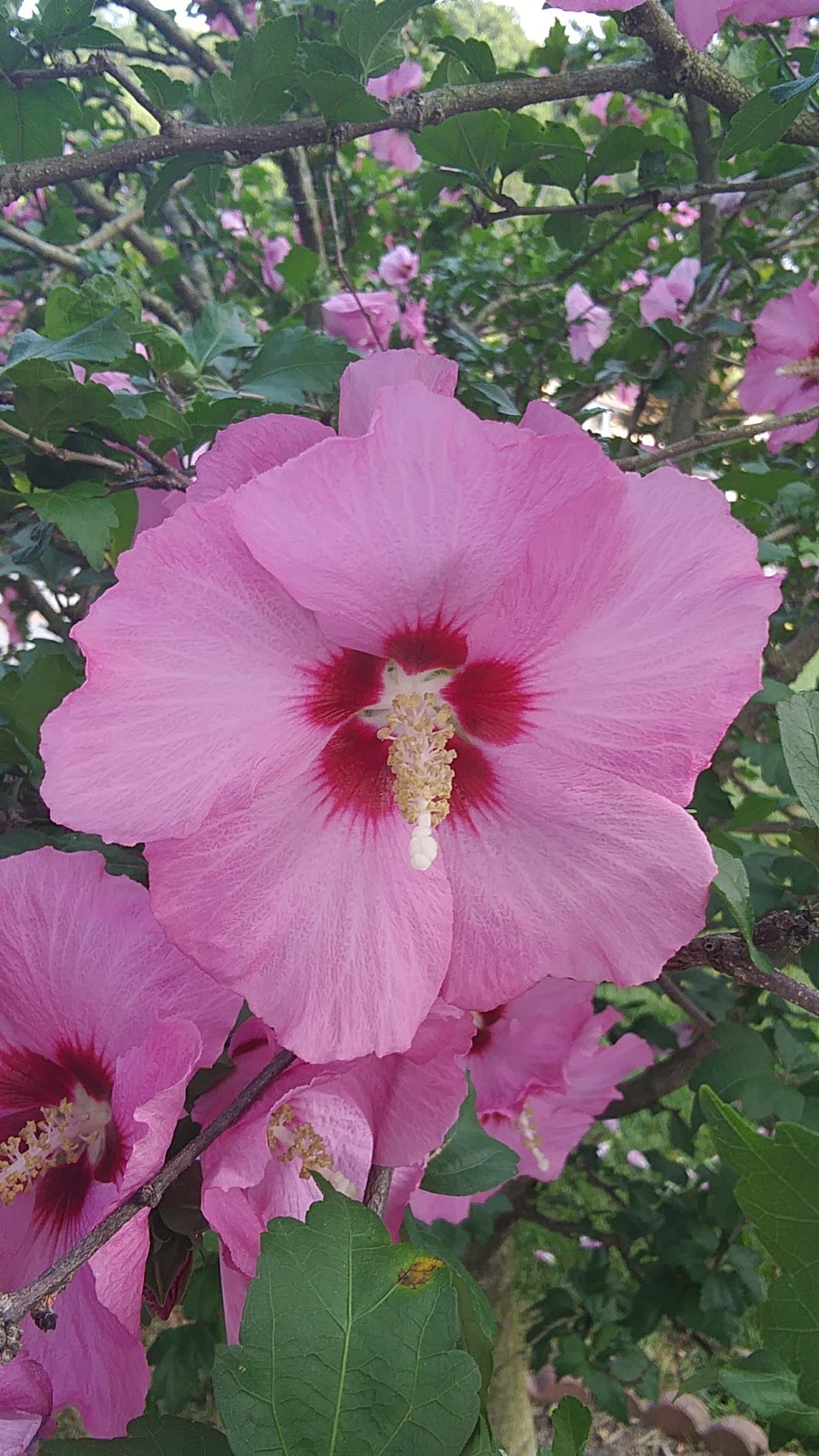 PictureThis Hibiscus syriacus 'Pink Giant'