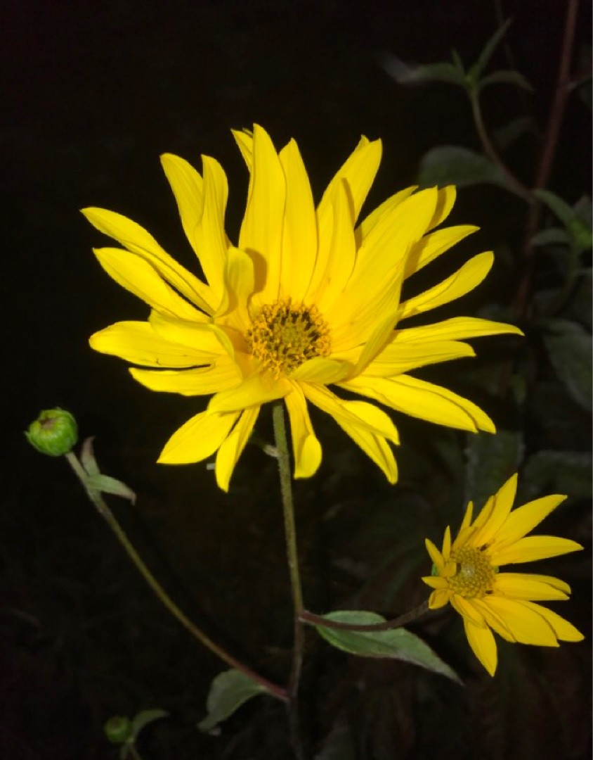 Helianthus Occidentalis日常養生 育て方 潅水 施肥 剪定 病気 Picturethis