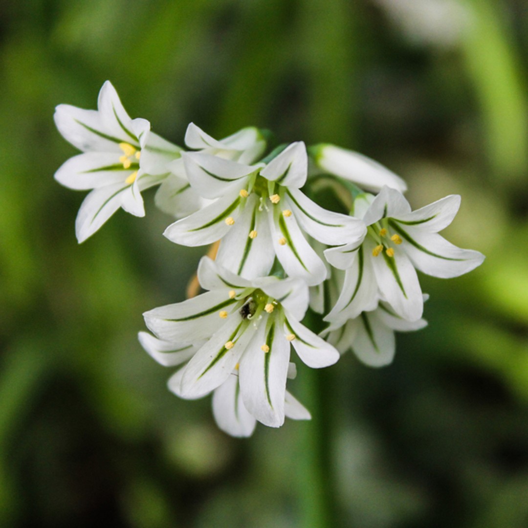 ミツカドネギ 三角葱 Allium Triquetrum 花言葉 学名 よくある質問 Picturethis