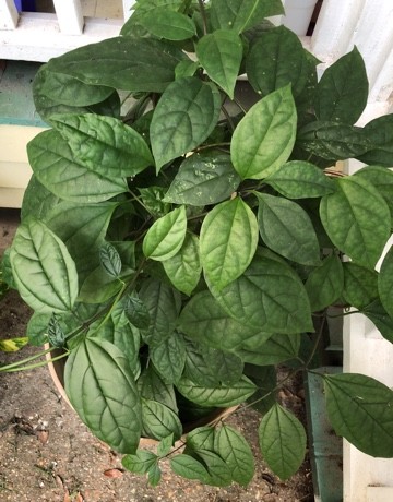 Strychnos wallichiana PictureThis