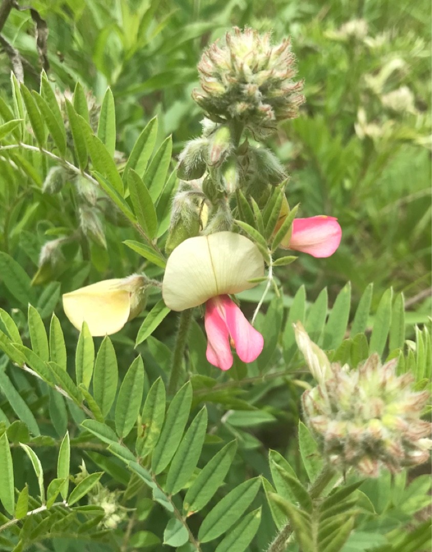 Tephrosia virginiana - PictureThis