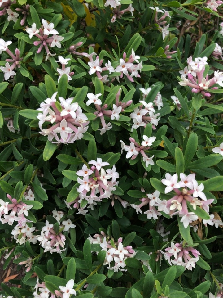 Stellera - PictureThis