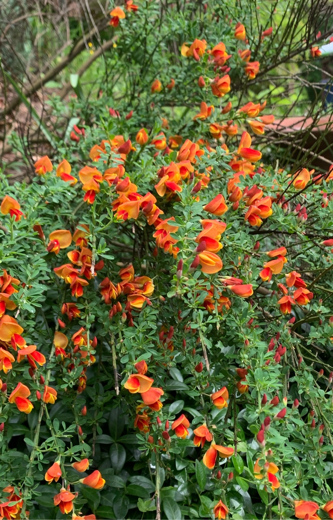 Cytisus (Cytisus) - PictureThis