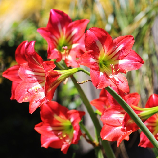 Гиппеаструм красноватый (Hippeastrum striatum) - PictureThis