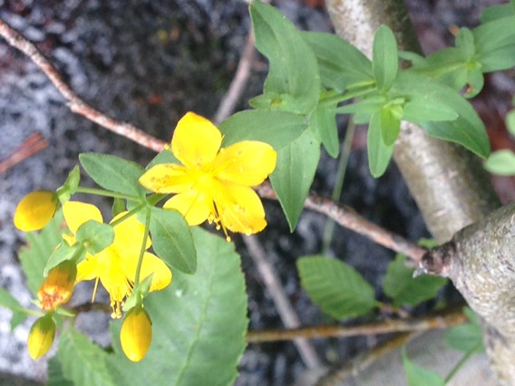 オトギリソウ属 Hypericum 花言葉 学名 よくある質問 Picturethis