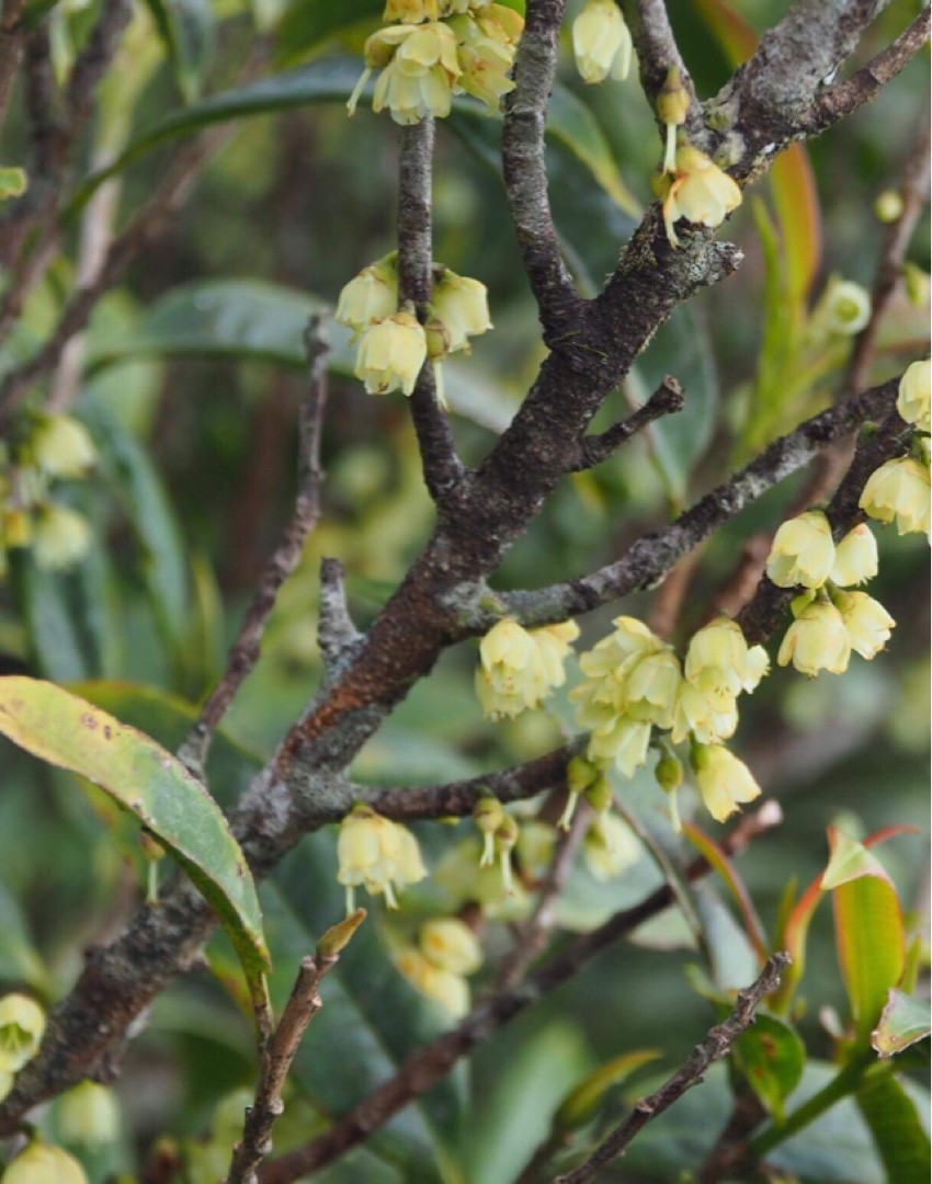 Eurya nitida PictureThis