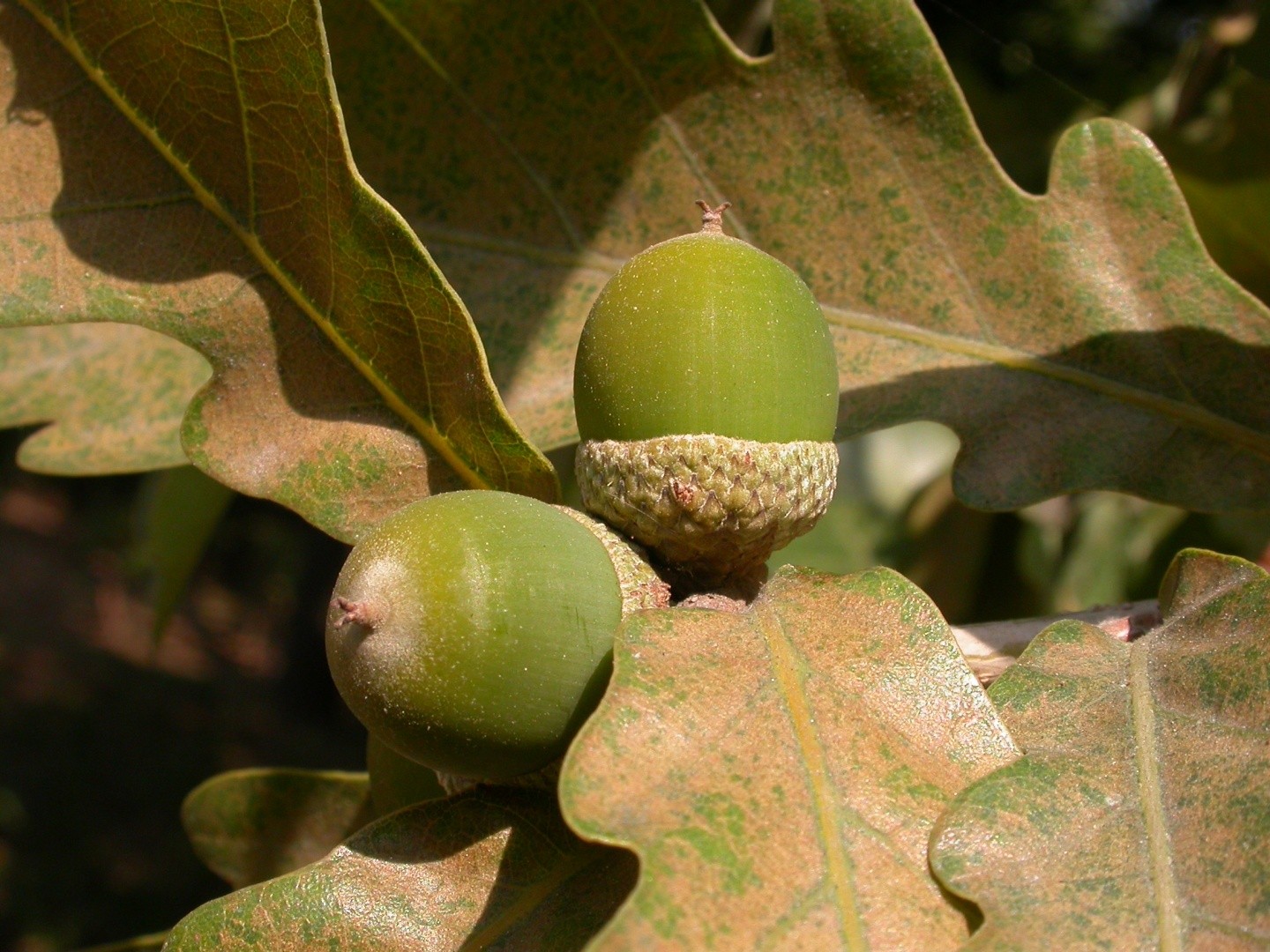 Quercus mongolica PictureThis