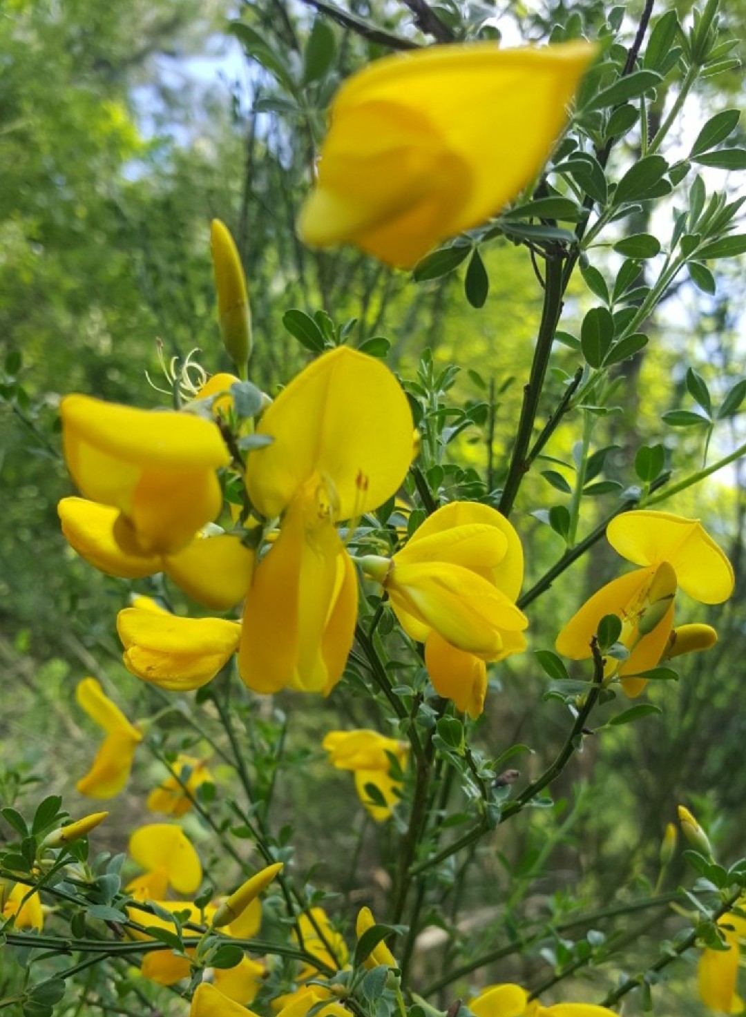 Cytisus scoparius 'Luna' 花言葉,学名,よくある質問 - PictureThis