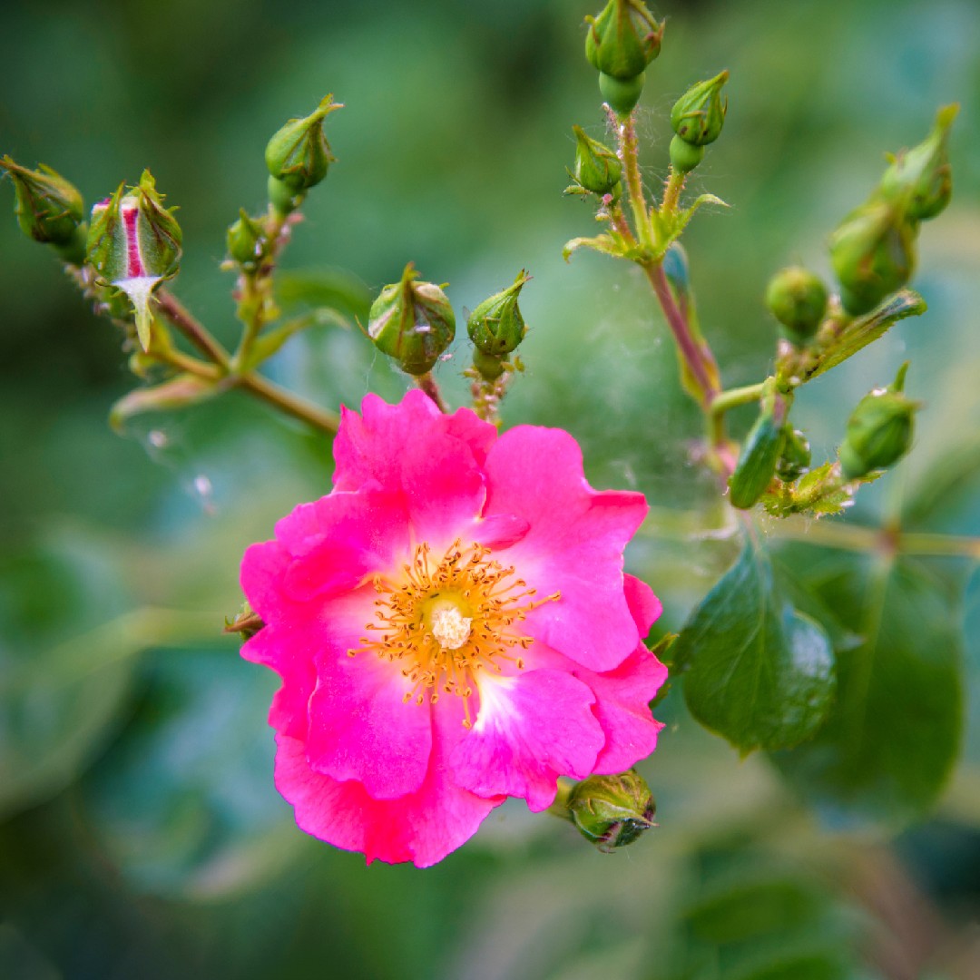 Nootka rose (Rosa nutkana)