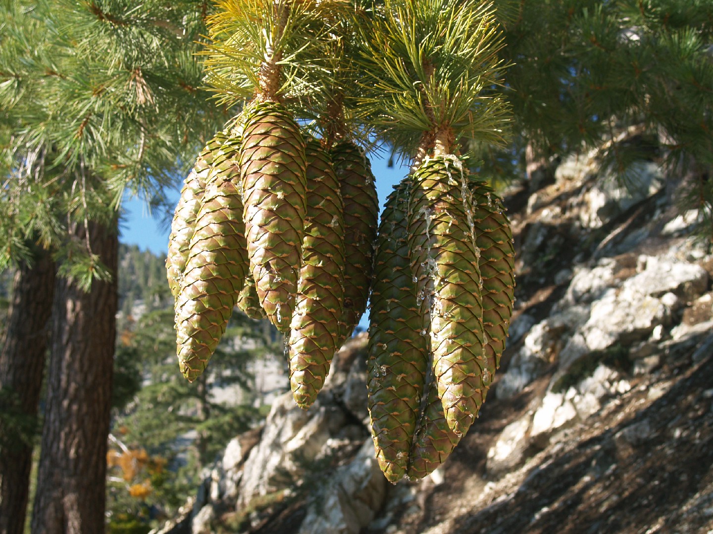 sugar pine tree height