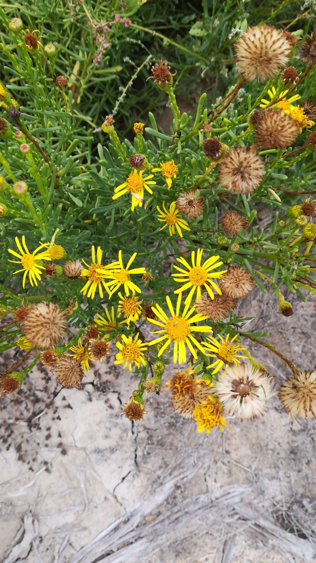 在普萊赫德爾的哪一些植物會在冬天結出果實 Picturethis