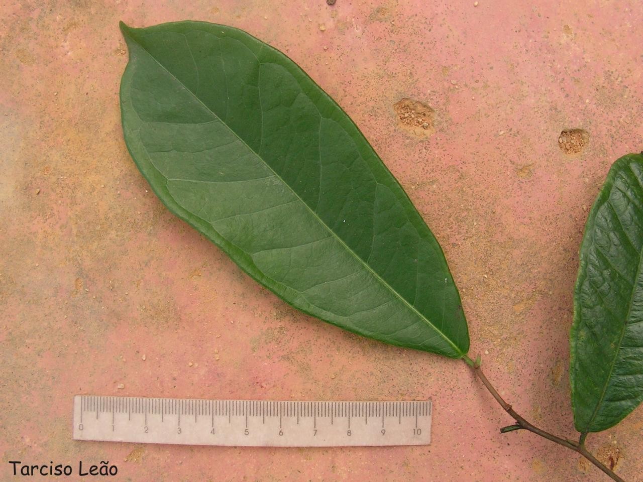 brosimum-guianense-picturethis