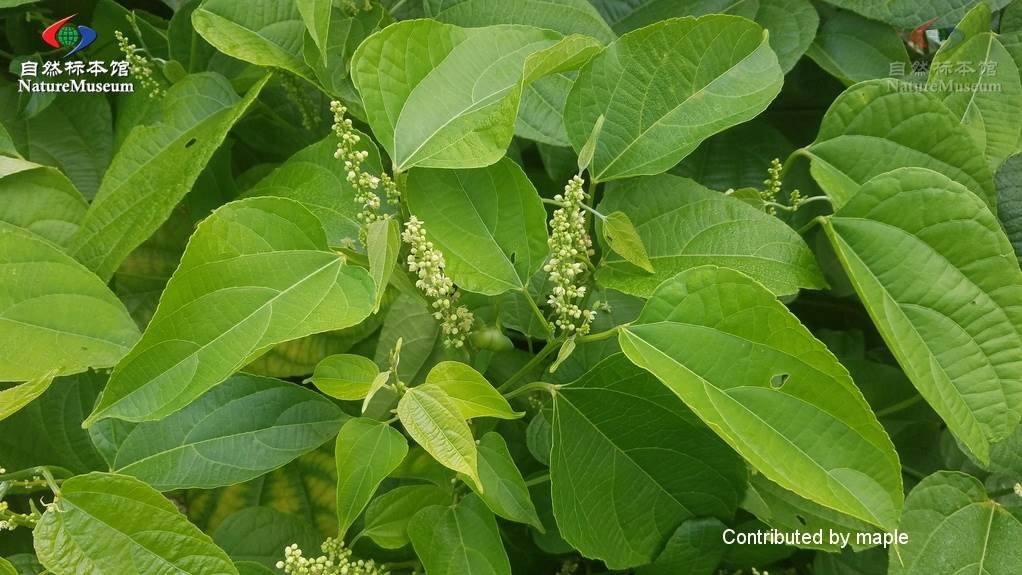 Croton cathartique (Croton tiglium) PictureThis