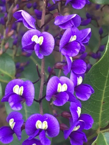 Гарденбергия (Hardenbergia) - PictureThis