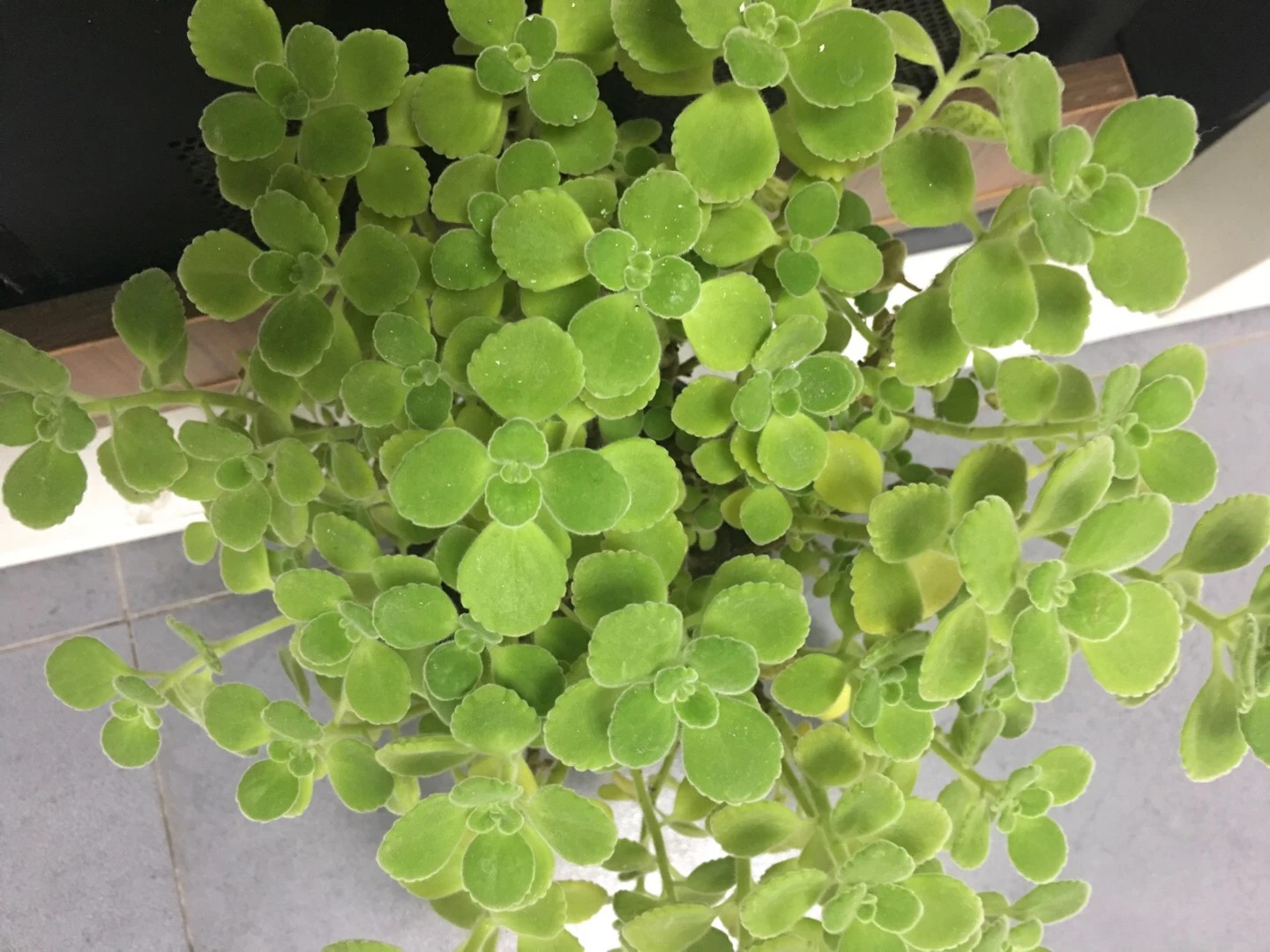 Plectranthus hadiensis PictureThis