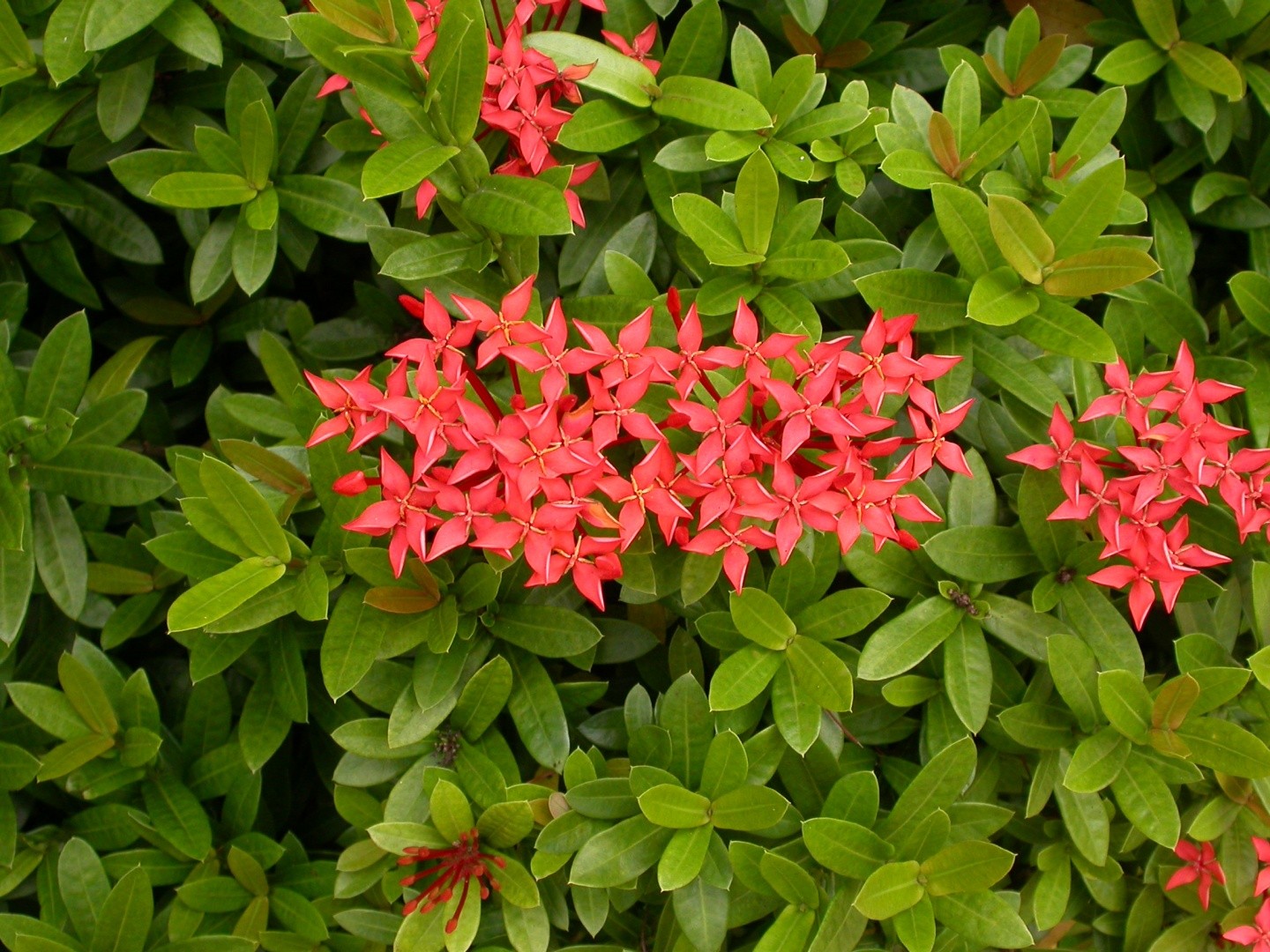 サンタンカ 山丹花 Ixora Chinensis 花言葉 学名 よくある質問 Picturethis