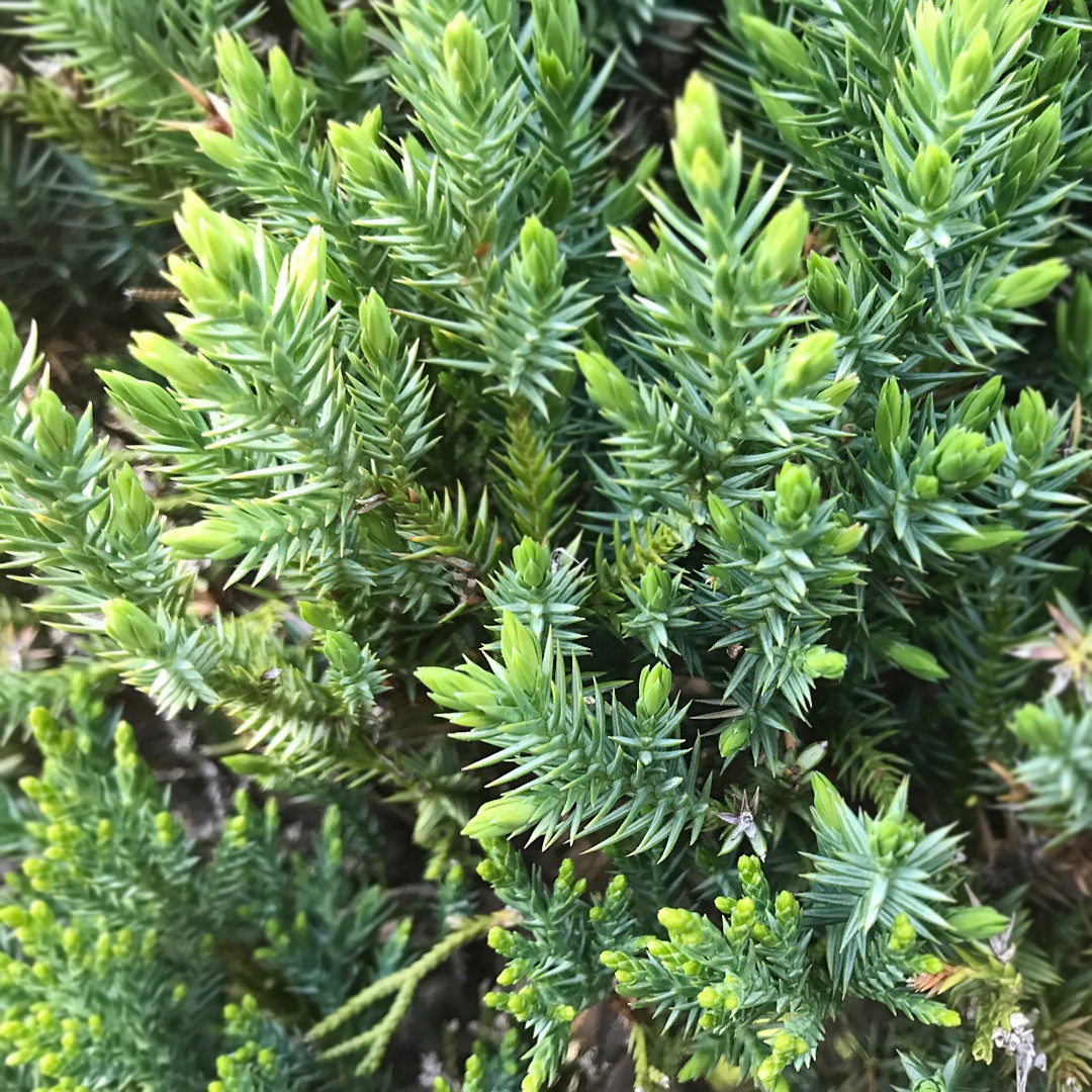 タイワンビャクシン Juniperus Formosana 花言葉 学名 よくある質問 Picturethis