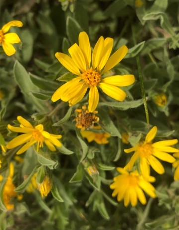 Heterotheca PictureThis