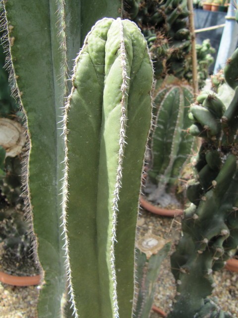 Cereus Marginatus日常養生 育て方 潅水 施肥 剪定 病気 Picturethis