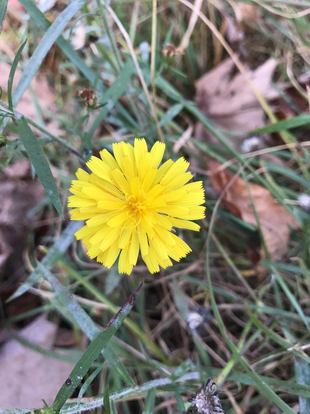 Hedypnois rhagadioloides PictureThis