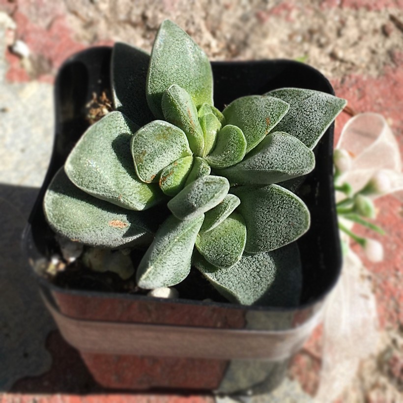 Crassula Spring Time 花言葉 学名 よくある質問 Picturethis