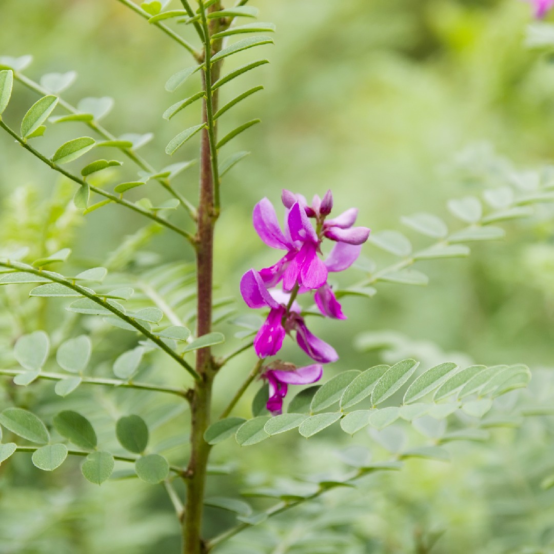 Indigofera tinctoria (Indigofera tinctoria) - PictureThis