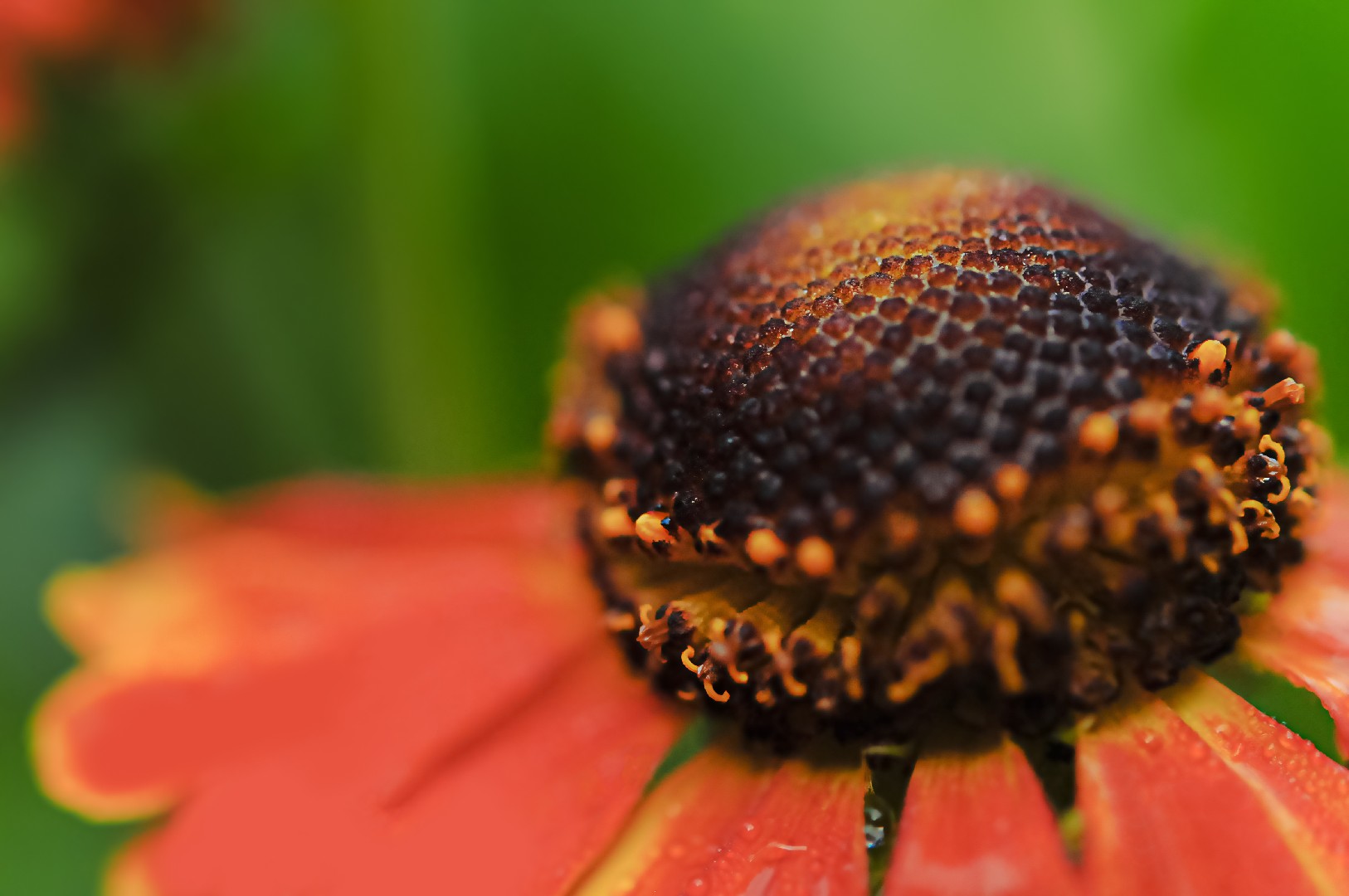 Helenium 'Luc' - PictureThis