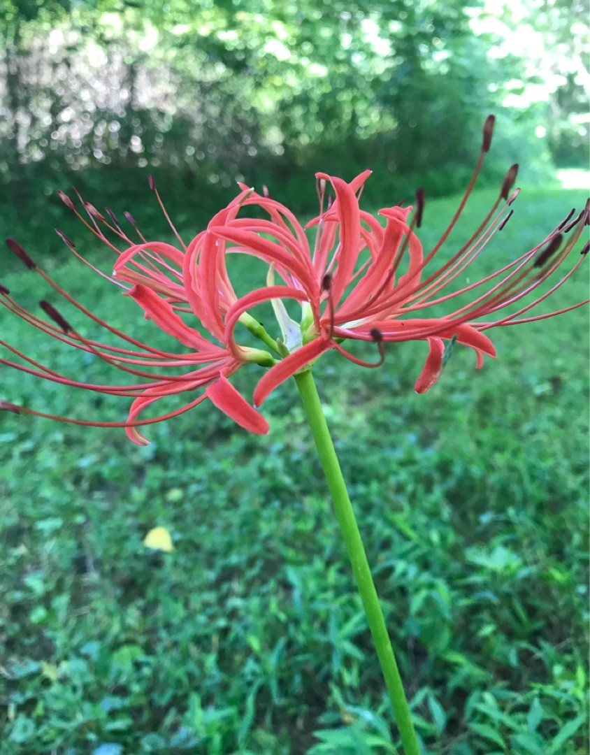キツネノカミソリ 狐の剃刀 Lycoris Sanguinea 花言葉 学名 よくある質問 Picturethis