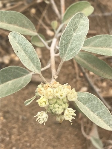 Croton californicus PictureThis