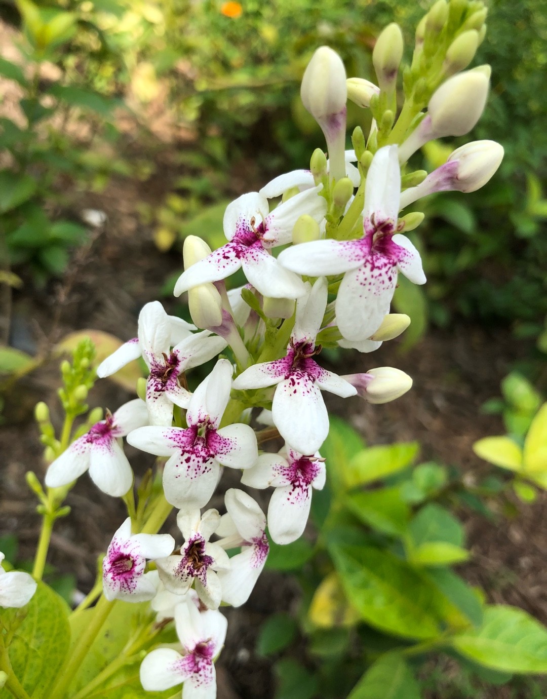 Pseuderanthemum carruthersii PictureThis