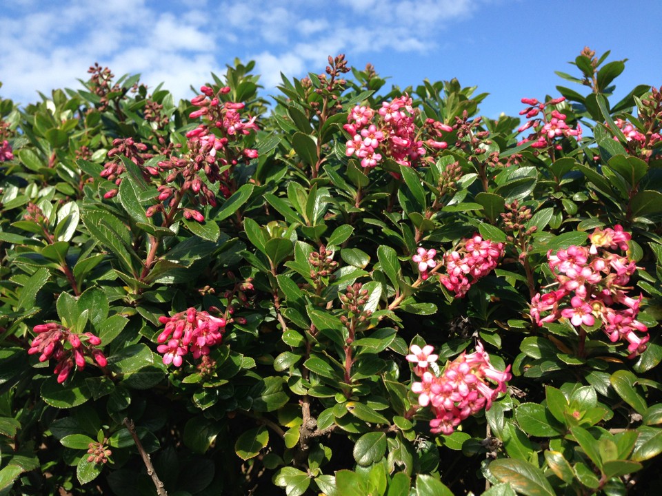 Escallonia PictureThis