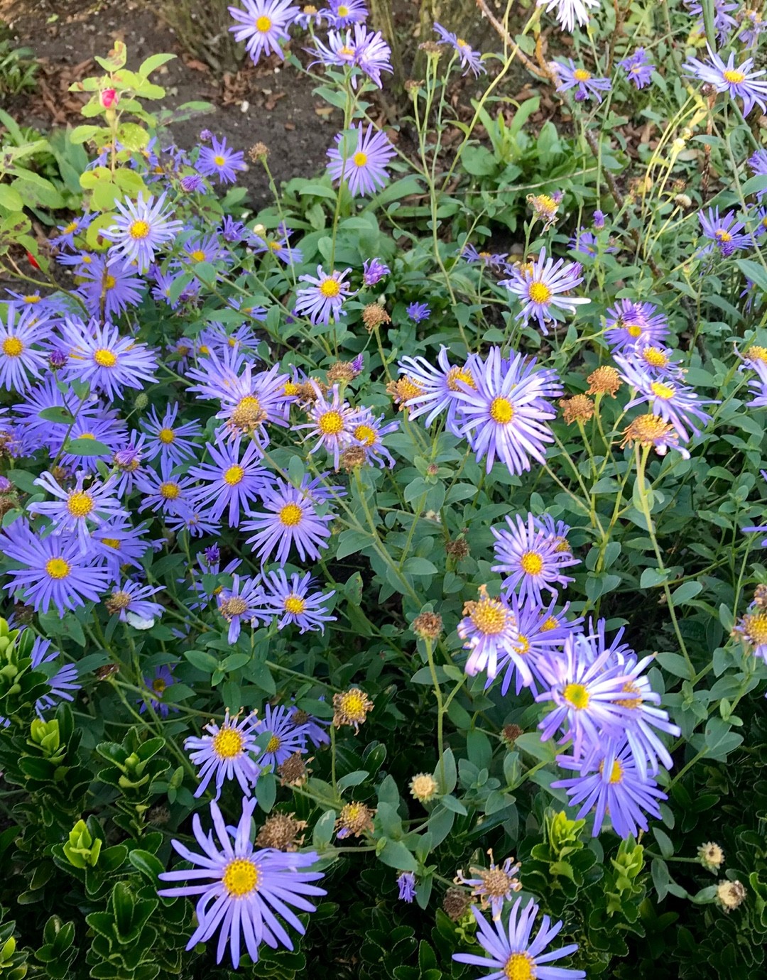 Aster amellus 'Framfieldii' PictureThis