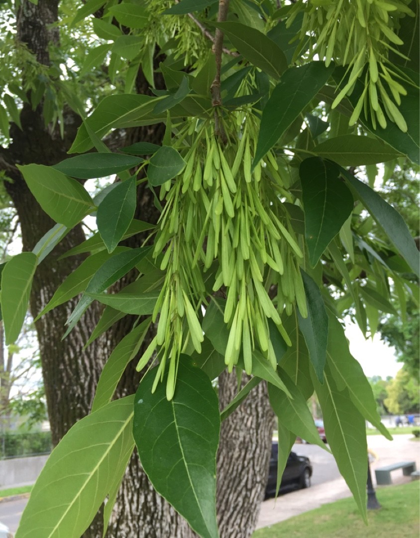 Fresno rojo americano (Fraxinus pennsylvanica) - PictureThis