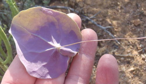 Othonna perfoliata PictureThis