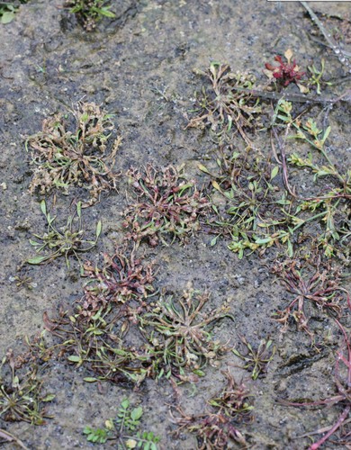 Coleanthus subtilis - PictureThis