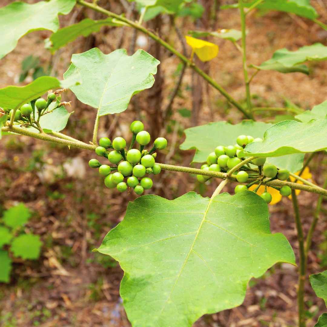 Solanum Torvum Samen, Thai Grüne Erbsen Aubergine, Truthahnbeeren, Teufels Feige, Gemüsesamen - 10 Bis 100 - Schweiz