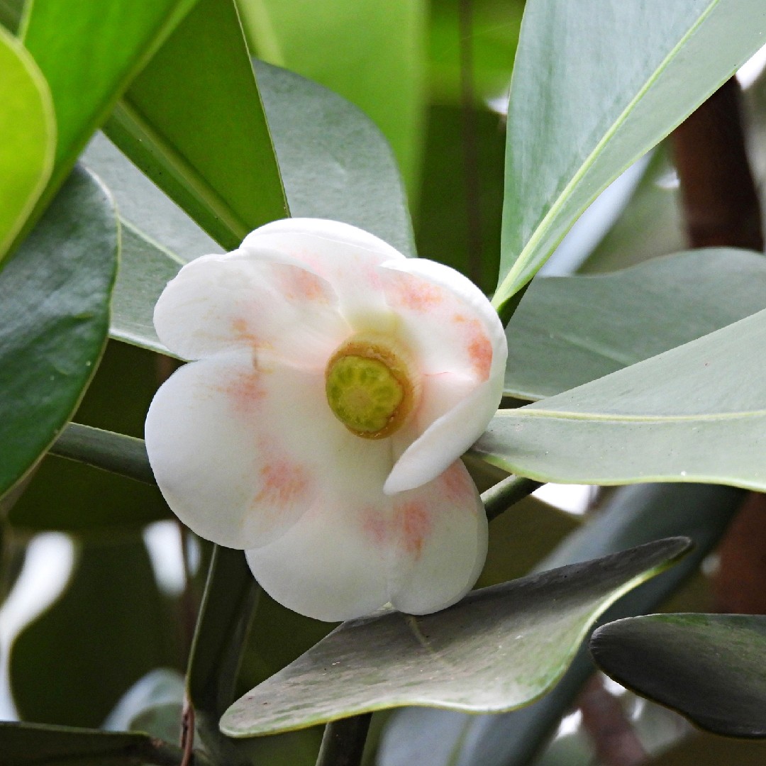 塞爾塔尼亞擁有多少種果樹 Picturethis