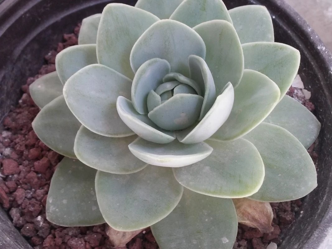 イワレンゲ 岩蓮華 Orostachys Iwarenge 花言葉 学名 よくある質問 Picturethis