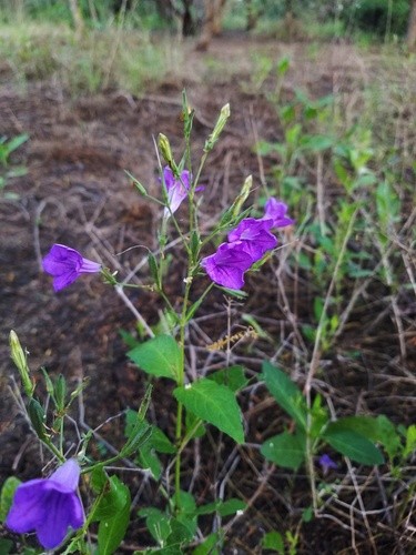 Ruellia nudiflora var. runyonii PictureThis