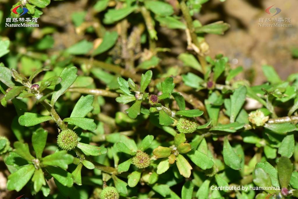 Стоножка малая (Centipeda minima) - PictureThis