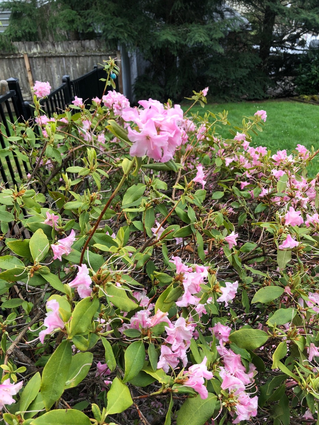 Rhododendron (Rhododendron) - PictureThis