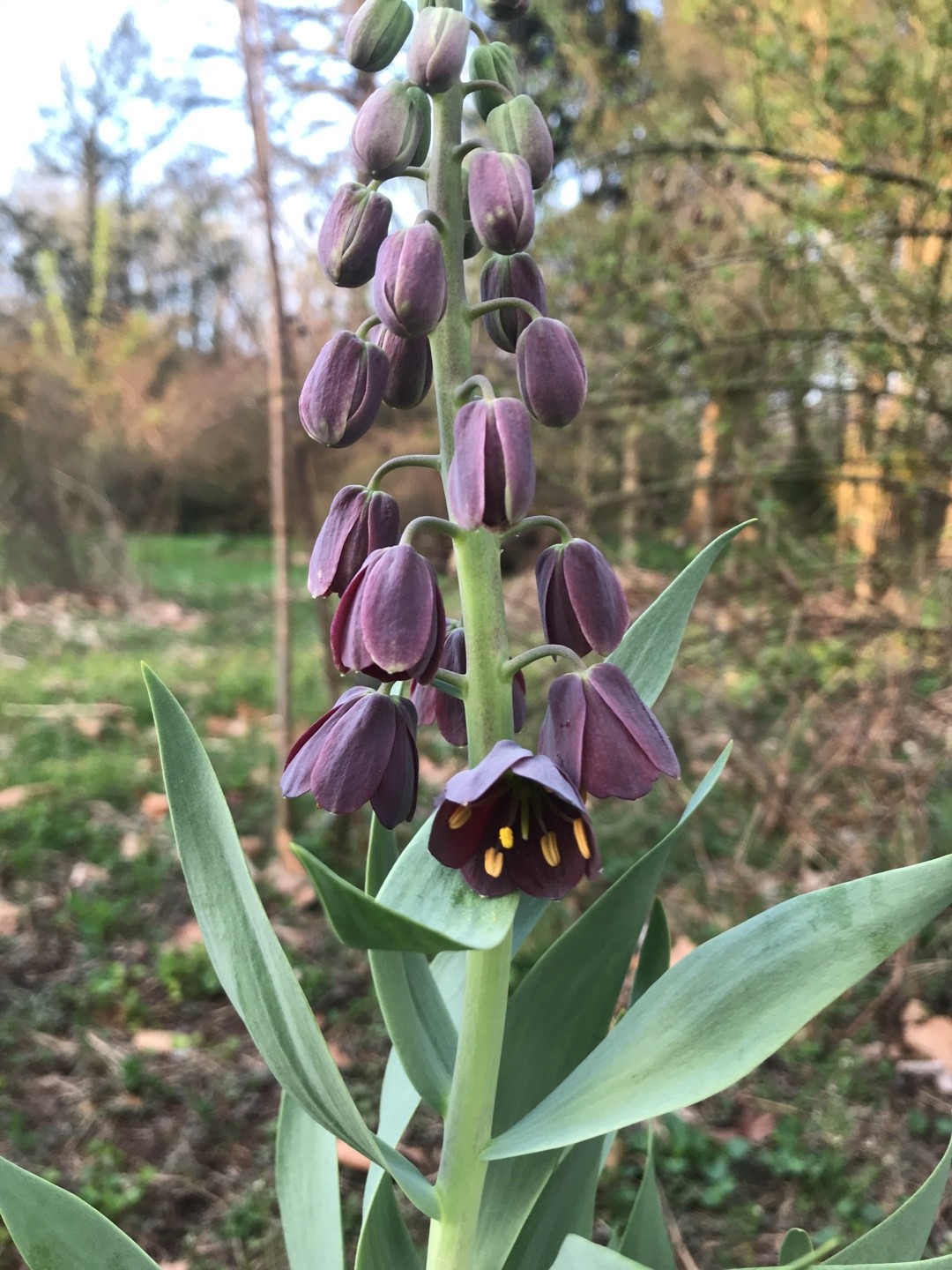Fritillaria persica 'Adiyaman' (Fritillaria persica 'Adiyaman
