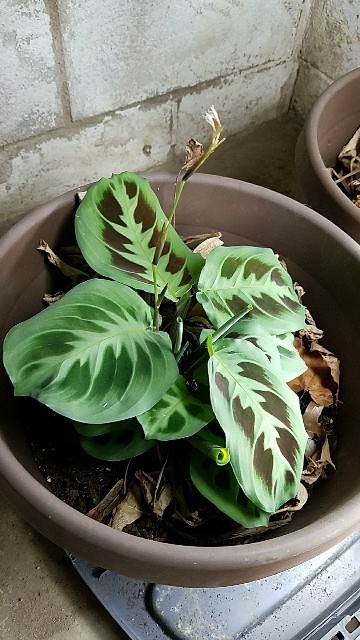 Maranta cristata PictureThis