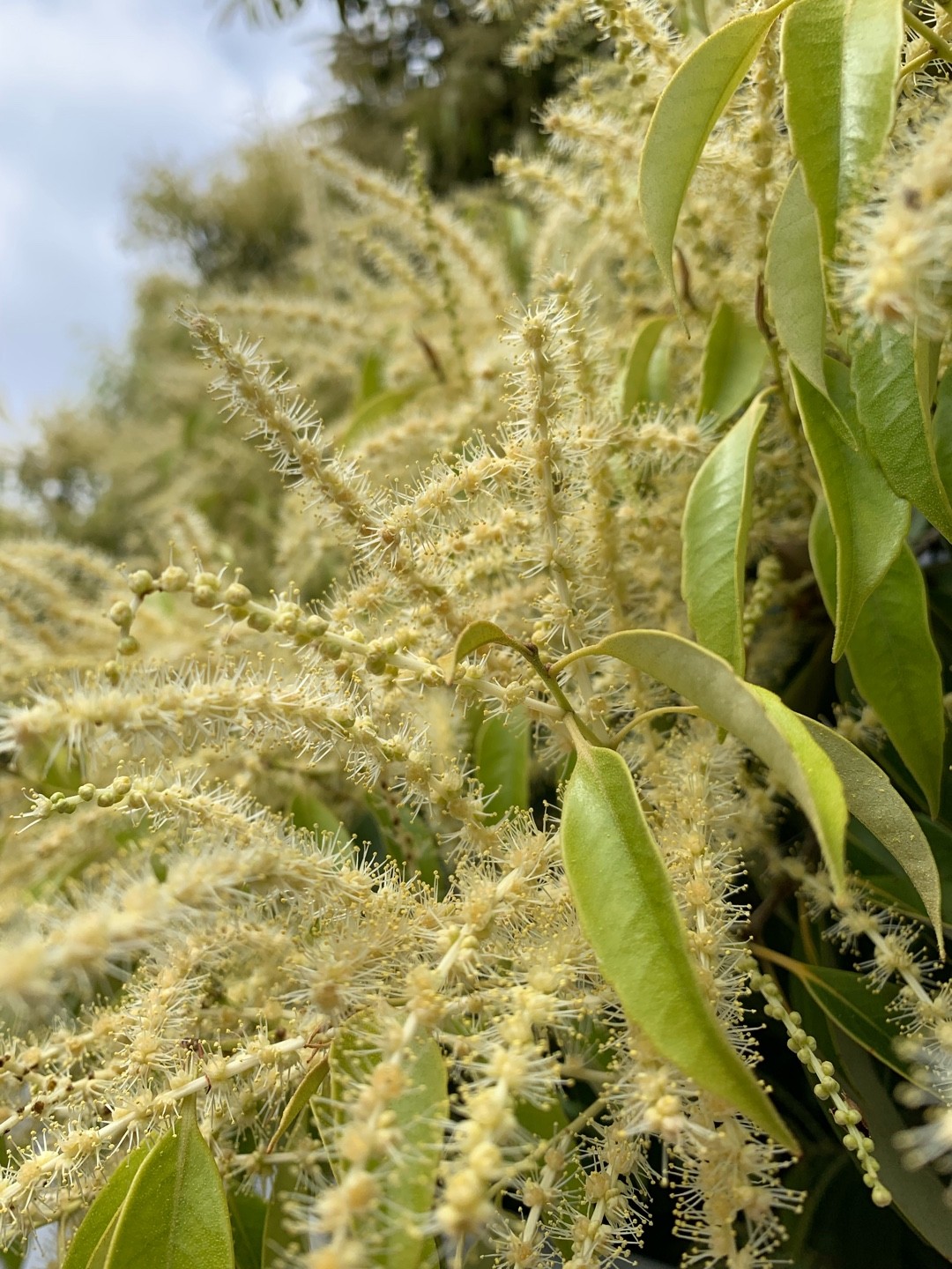 Castanopsis carlesii PictureThis
