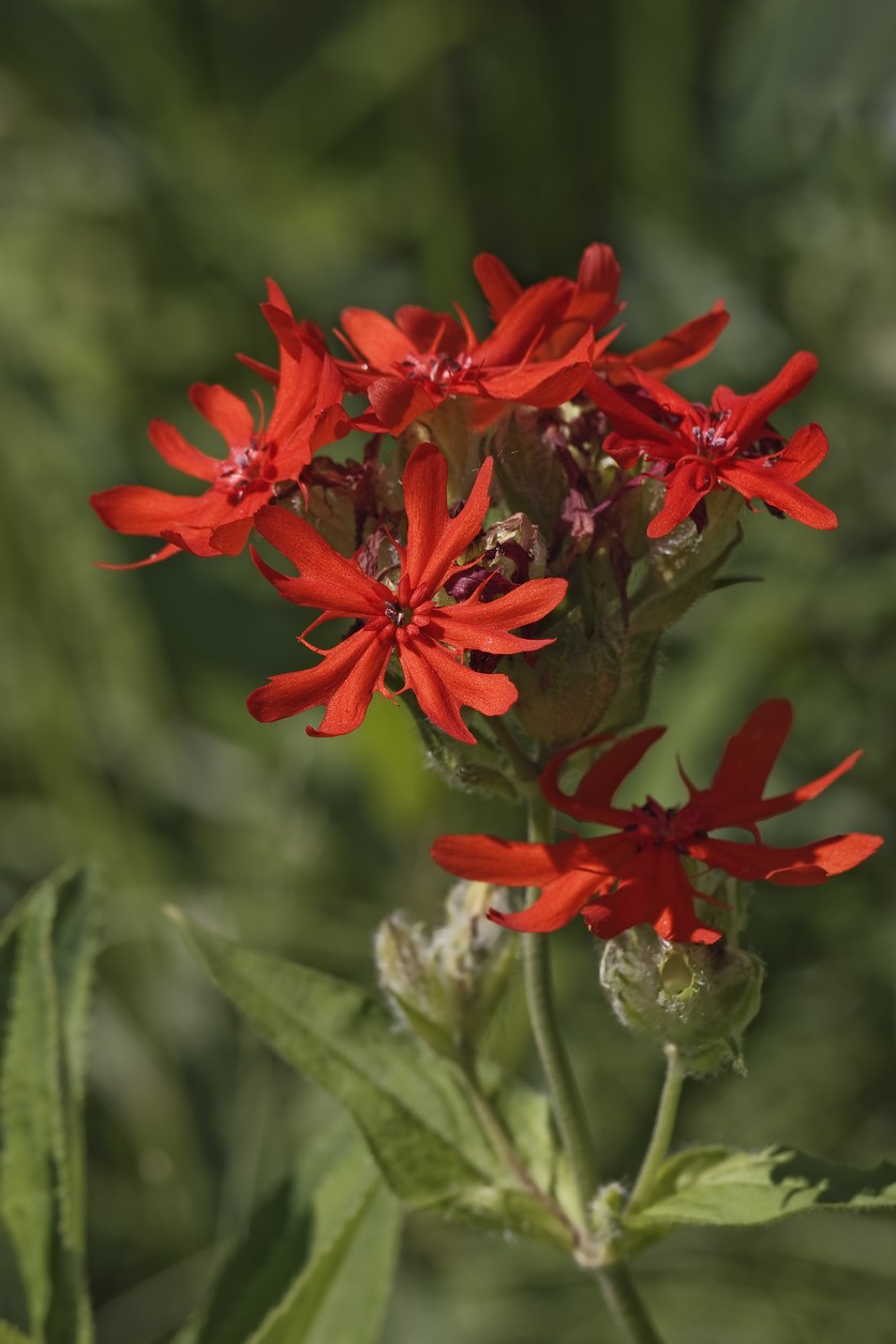 Silene fulgens PictureThis