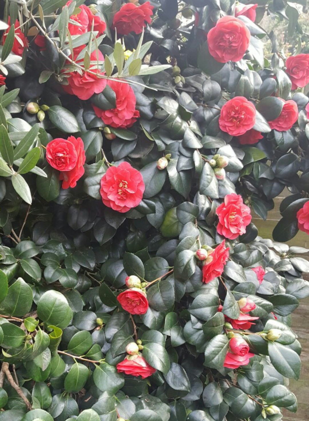 Camellia japonica 'Grand Prix' (Camellia japonica 'Grand Prix