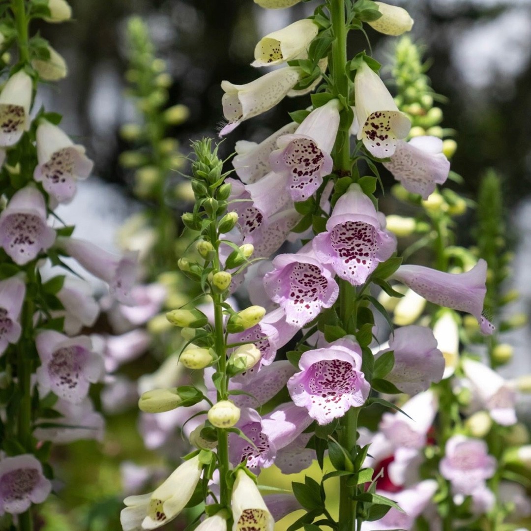 Digitalis purpurea 'Camelot Lavender' PictureThis
