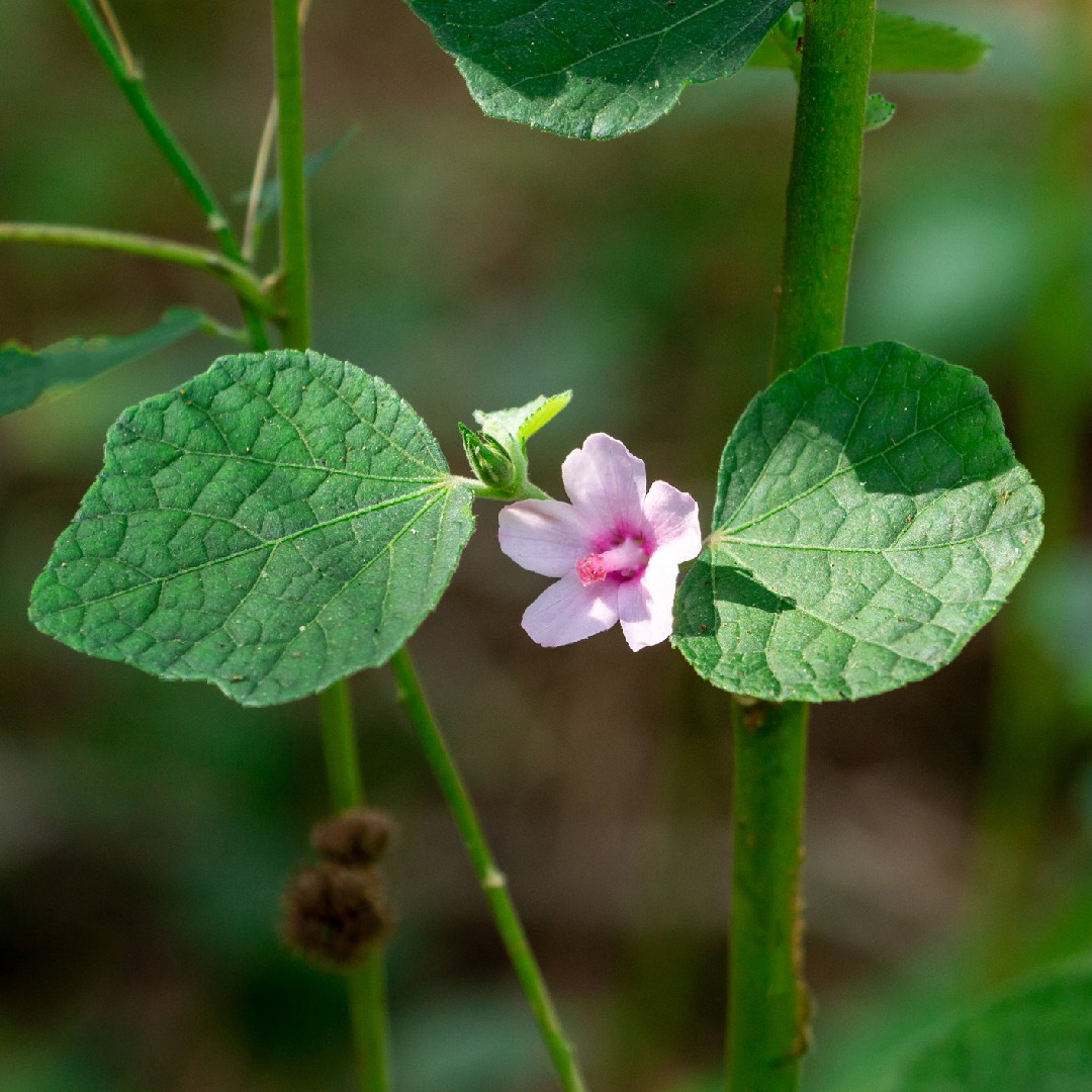 Urena (Urena) PictureThis