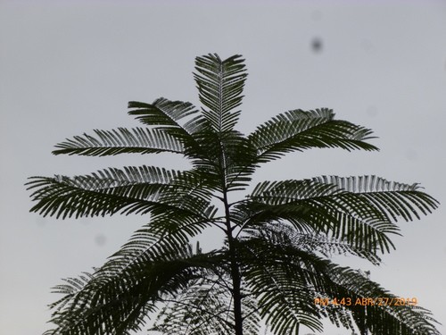 Parkia pendula PictureThis