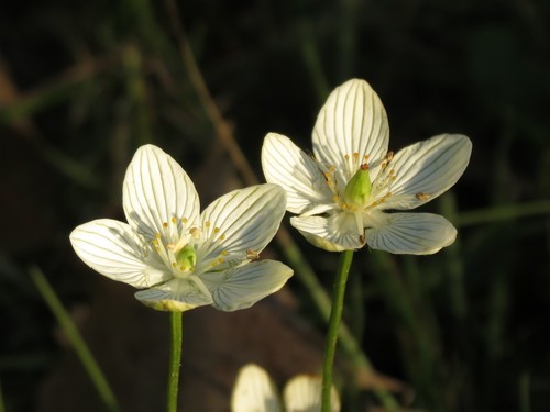 Parnassia Glauca 花言葉 学名 よくある質問 Picturethis